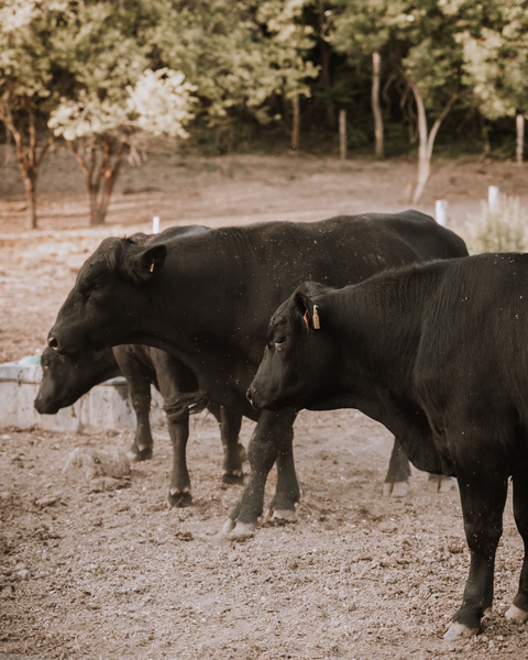 Bio Farm Gallery