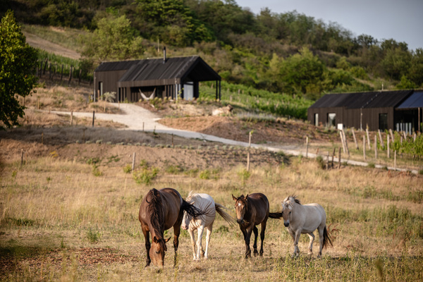 Bio Farm Gallery